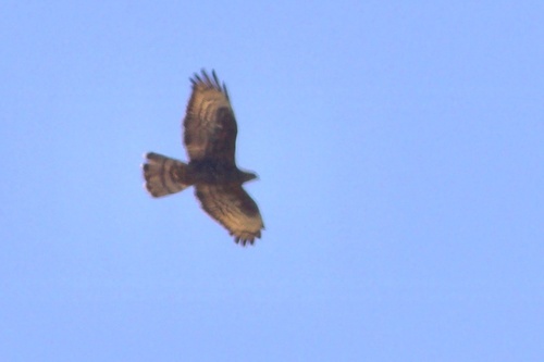 Abejero europeo (Pernis apivorus)