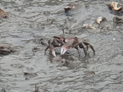 Ilyoplax formosensis