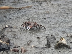 Ilyoplax formosensis