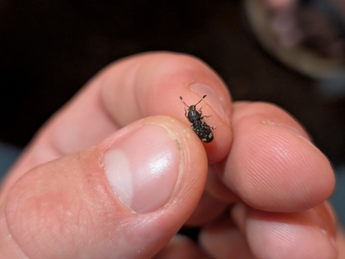 Fungus weevil photo 4