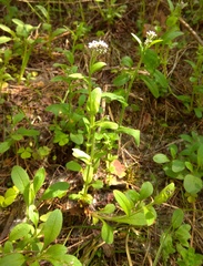 Myosotis krylovii