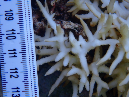 Seriatopora hystrix observed 2026-09-30