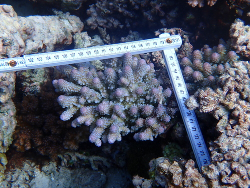 Acropora humilis observed 2026-09-30