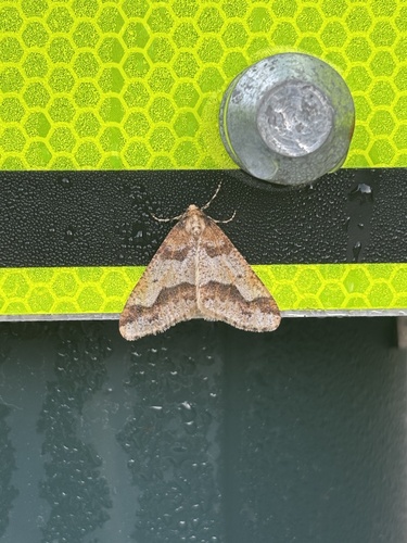 Mottled Umber