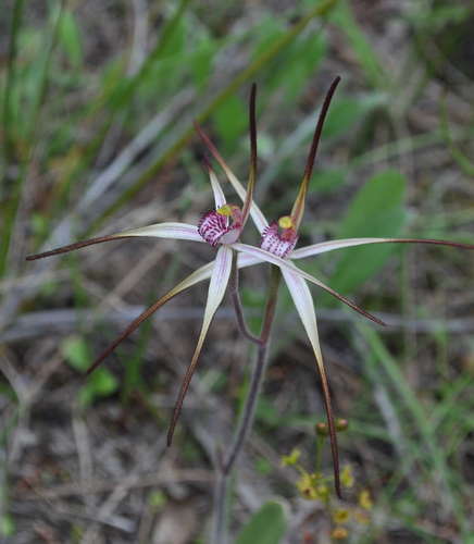 Image of Caladenia versicolor by (c) Kevin Sparrow, some rights reserved (CC BY)