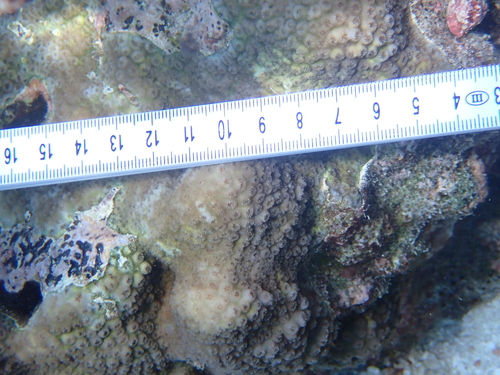 Goniastrea stelligera observed 2026-09-30