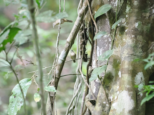 Macronus striaticeps observed 2026-10-03
