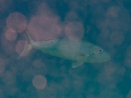 Aprion virescens observed 2026-09-20