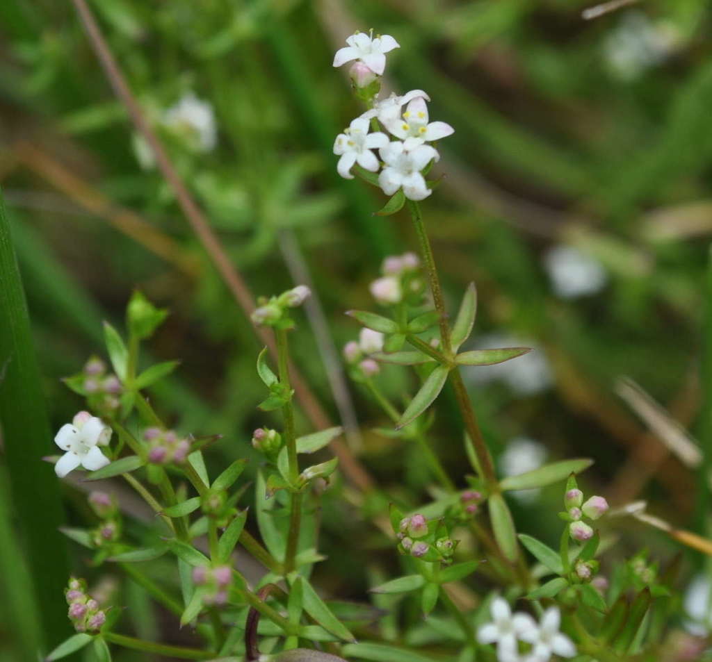 Asperula subsimplex