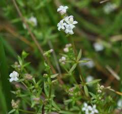 Asperula subsimplex