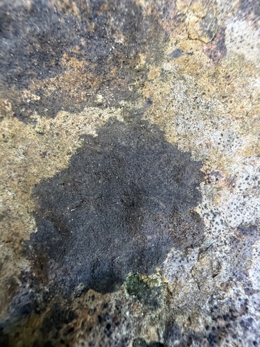 Pyrenula observed 2026-10-03