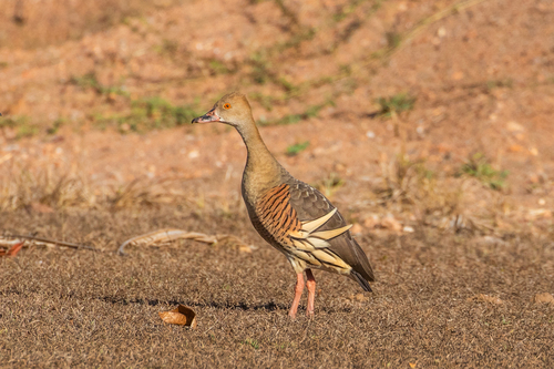 Plumed Whistling-Duck