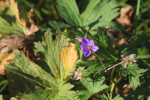 wood crane's-bill