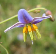 Dianella callicarpa