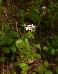 Myosotis krylovii