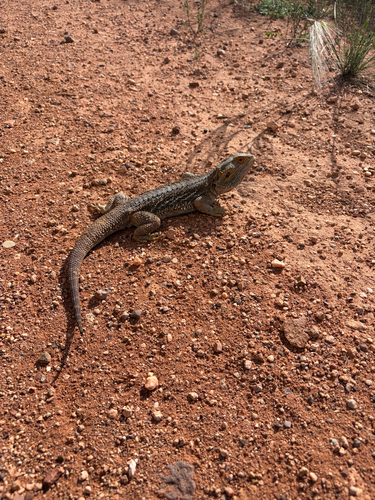 Central Bearded Dragon