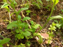 Myosotis krylovii