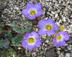 Phacelia fremontii