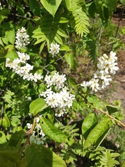 Prunus padus