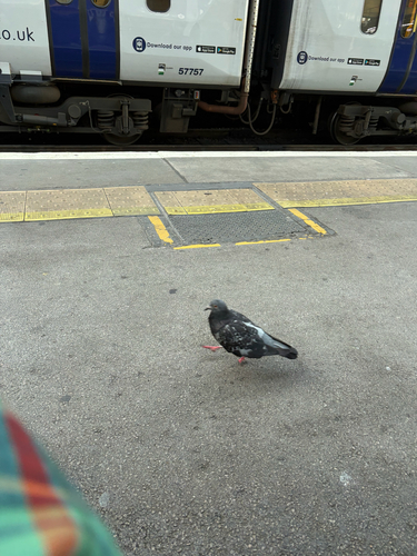 Feral Pigeon