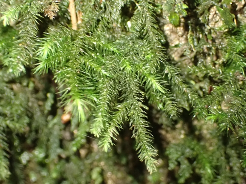 Echinodiopsis hispida observed 2026-10-03