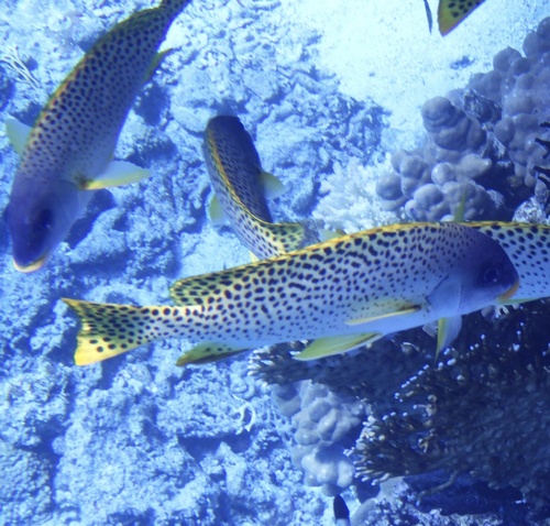 Plectorhinchus gaterinus observed 2026-10-02