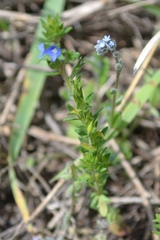 Veronica dillenii