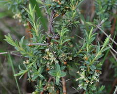 Pimelea spinescens spinescens