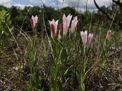 Spigelia alabamensis