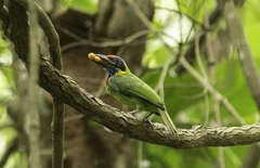 Psilopogon rafflesii