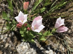 Spigelia alabamensis
