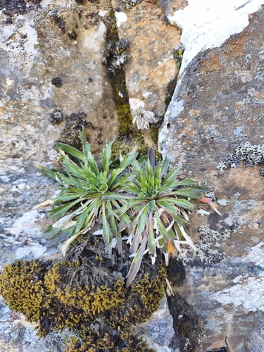 Notothlaspi observed 2026-10-02