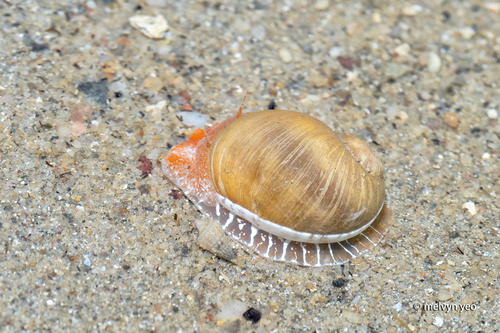 Naticarius onca observed 2026-10-01