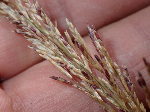 Eragrostis atropioides observed 2026-10-02