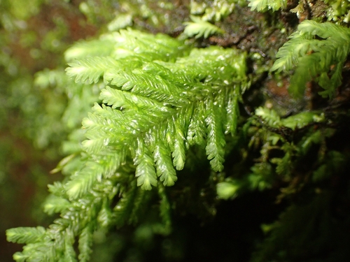 Lopidium concinnum observed 2026-10-03