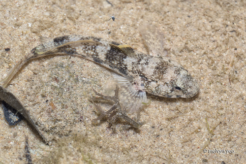 Bathygobius fuscus observed 2026-10-01