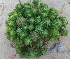 Stackhousia spathulata