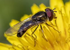 Platycheirus obscurus