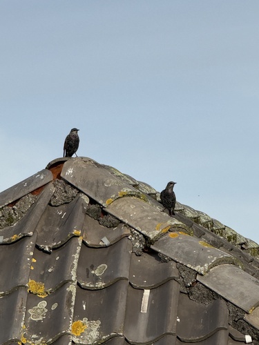 European Starling