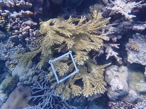 Acropora florida observed 2026-09-25