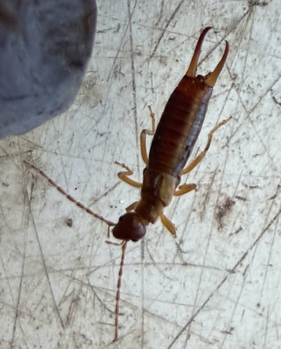 Hop-garden Earwig