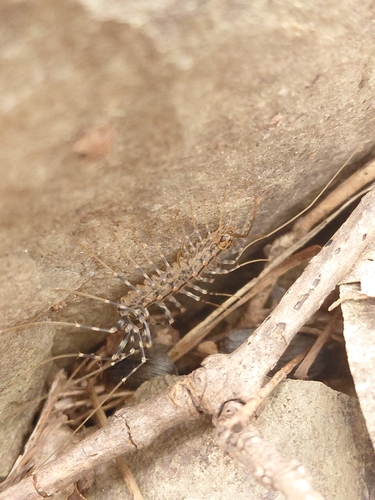 Japanese House Centipede