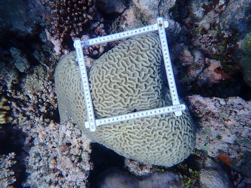Oulophyllia observed 2026-09-25
