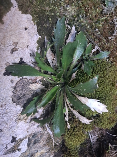 Notothlaspi observed 2026-10-02