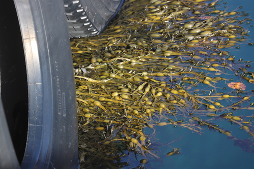Knotted Wrack