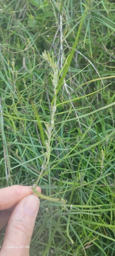 Parsonsia capsularis observed 2026-10-03
