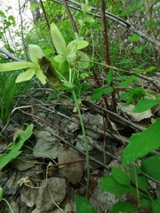 Gymnospermium altaicum
