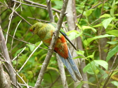 Platycercus icterotis