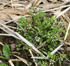 Cardamine scutata