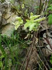 Gymnospermium altaicum